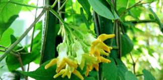 Hướng dẫn cách chữa bệnh trĩ với bài thuốc đơn giản