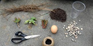 Tự làm quà 8/3 bằng việc trồng cây vào vỏ trứng tặng nàng