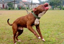 Những hiểm họa khó lường khi nuôi chó pitbull
