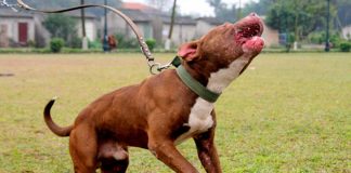 Những hiểm họa khó lường khi nuôi chó pitbull