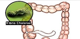 Các bệnh truyền nhiễm thường gặp vào mùa thu - 1