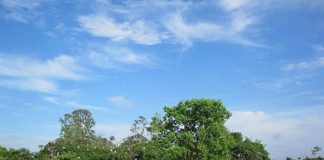 Về Hải Dương thăm đảo cò