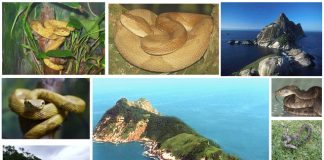 Top 7 hòn đảo rắn đẹp nhất thế giới