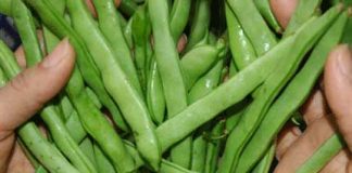 Điểm mặt các loại rau có nguy cơ nhiễm độc