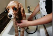 Hướng dẫn cách chăm sóc cún yêu