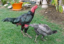 4 loại bệnh thường gặp trên gà và cách phòng bệnh cho gà chọi 4 loại bệnh thường gặp trên gà và cách phòng bệnh cho gà chọi