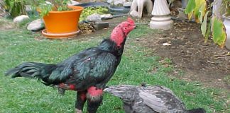 4 loại bệnh thường gặp trên gà và cách phòng bệnh cho gà chọi