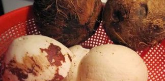 Mẹo tách vỏ dừa ra khỏi cùi dừa nhanh gọn, sạch sẽ