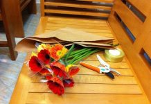 Cách bó hoa đồng tiền đơn giản tặng sinh nhật bạn - 1