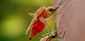 Sốt rét và những điều nên biết
