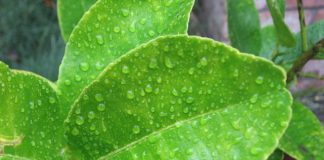 5 công dụng tuyệt vời của lá chanh đối với sức khỏe