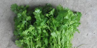 Lợi ích của rau mùi