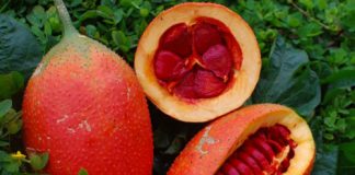 Những sai lầm phổ biến khi ăn quả gấc bạn nên biết