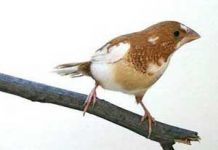 Hướng dẫn một số kinh nghiệm mua chim cảnh