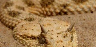 Sự tích và những ngôi đền thờ rắn ở Việt Nam