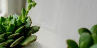 Cách làm chậu cây hình chú voi con 'đáng yêu vô cùng'