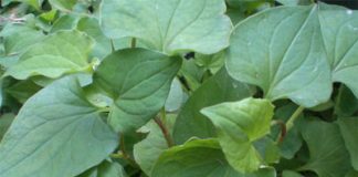 9 thực phẩm có tác dụng như thuốc kháng sinh