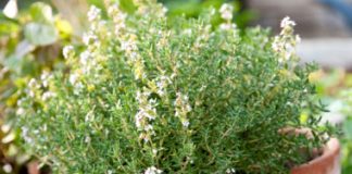 5 cách trị ho tự nhiên mà hiệu quả