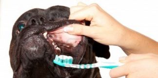 7 cách giúp cún con của bạn luôn khỏe mạnh