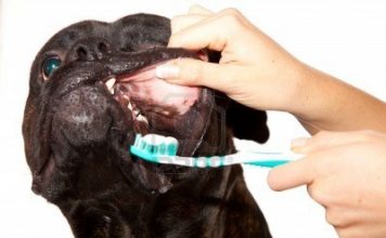 7 cách giúp cún con của bạn luôn khỏe mạnh