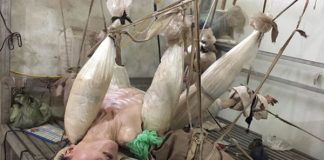 Bức ảnh khiến bạn nghẹn thở: Người đàn ông suốt 47 năm sống cảnh treo lơ lửng giữa nhà