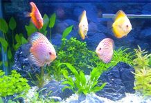 Cách lựa chọn vật nuôi mang lại thịnh vượng cho gia chủ