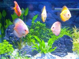 Cách lựa chọn vật nuôi mang lại thịnh vượng cho gia chủ