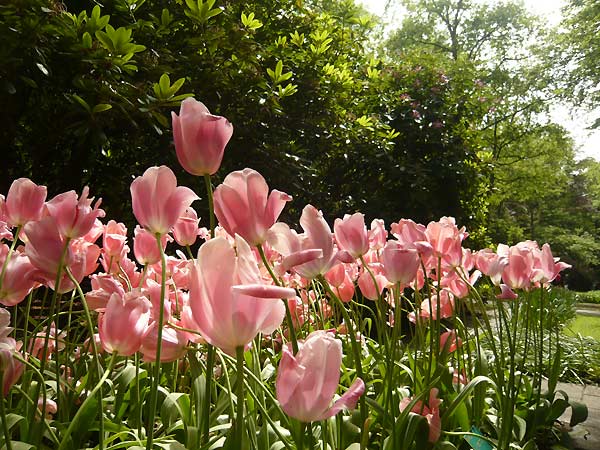 Lạc bước thiên đường hoa Keukenhof, Hà Lan