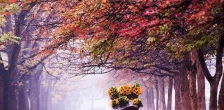 Chùm thơ: Ru em một chút nồng nàn.