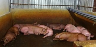 Phát hiện điểm giết mổ lậu tiêm thuốc an thần vào heo