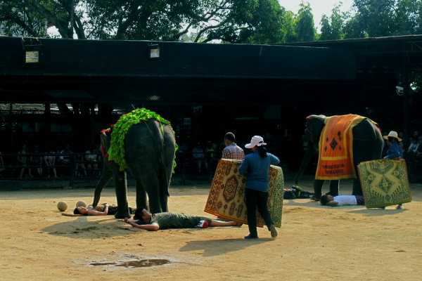 Độc đáo xiếc voi Pattaya