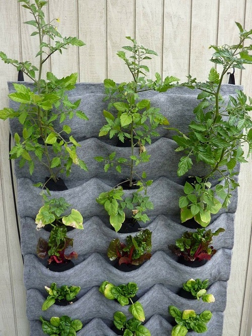 Các kiểu tái chế đồ cũ để trồng rau sạch tại nhà an toàn