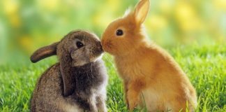 Cách phòng và điều trị các bệnh thường gặp ở thỏ