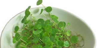 Hướng dẫn làm đẹp da bằng rau má