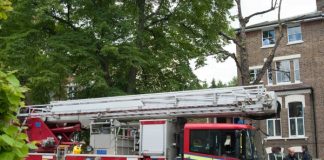 Ngạc nhiên: Huy động cả “huyện” để giải cứu một chú mèo