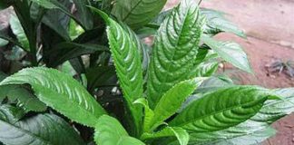 Lá xương sông: bài thuốc hay chữa ho, viêm họng - 1