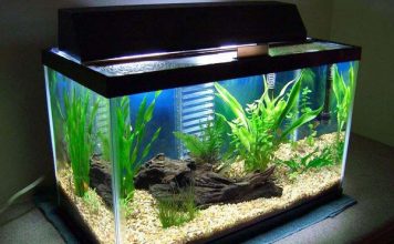 Nuôi bao nhiêu con cá thì hợp phong thủy?