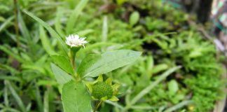 10 bài thuốc chữa bệnh từ cây nhọ nồi