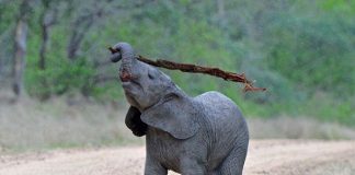 Chú voi tự gãi ngứa bằng cách thông minh "nhất quả đất"