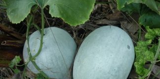 Bí đao: Thần dược cho nhan sắc