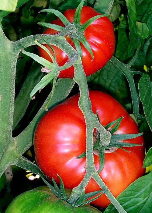 Hướng dẫn 7 cách trắng da bất ngờ với cà chua