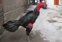 Cách chọn gà chọi đá hay của những người sành