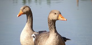 Cách luộc vịt ngon, không hôi, thịt chín mềm