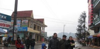 Lên Sapa ngắm hoa anh đào nở