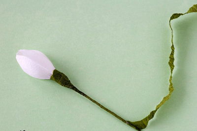 Trổ tài làm hoa giọt tuyết từ giấy giống y như hoa thật - 5