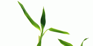 Sử dụng tre xanh mang lại may mắn, thịnh vượng