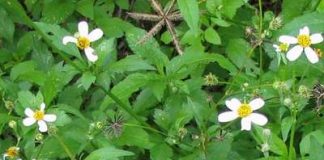 Chữa viêm họng do lạnh hiệu quả với rau bô binh