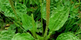 Tác dụng của cây mã đề đối với sức khỏe và chữa bệnh