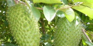 7 công dụng của mãng cầu xiêm không phải ai cũng biết