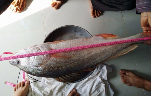Ngư dân Đồng Nai khẳng định bắt được cá sủ vàng bạc tỷ